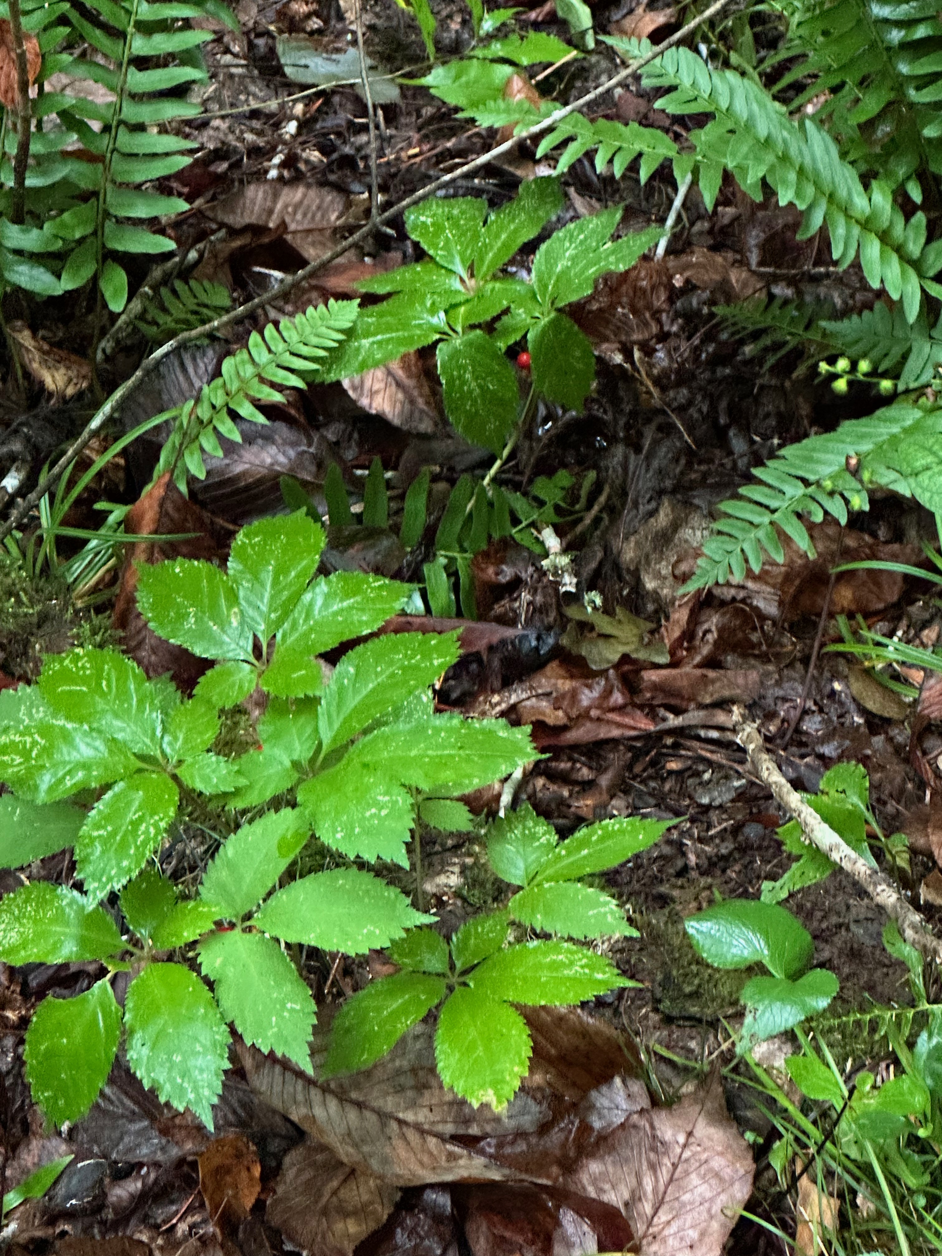 Wild American ginseng growing among ferns on the forest floor