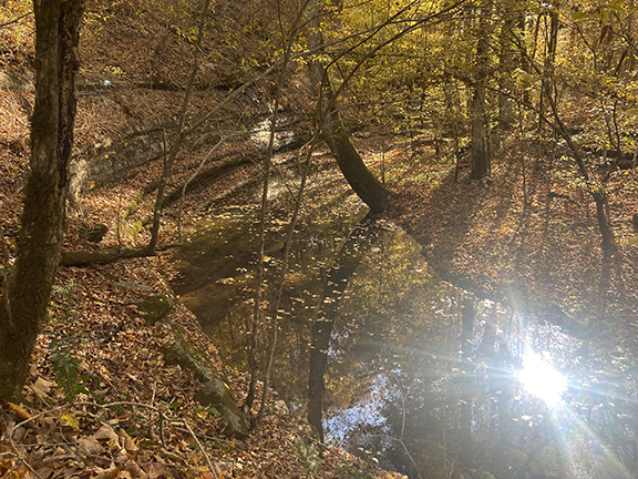 Hurricane Creek — where ginseng still persists in the steep ravines